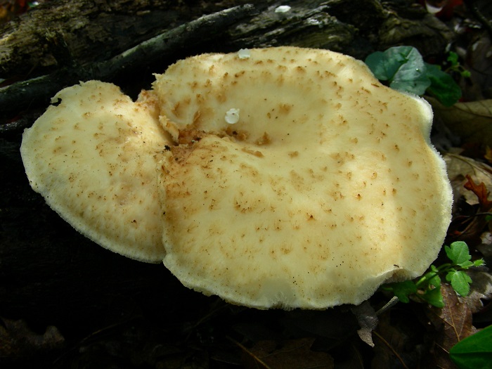 653 Aprile vecchio ritrovamento